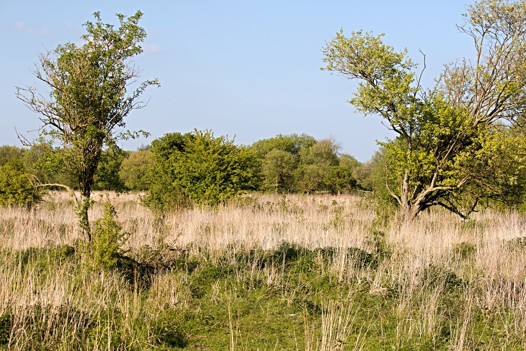 slikken van de heen natuurgebied natuur hdr Konikspaarden Uitkijktoren schotse hooglanders natuurmonumenten wisenten
